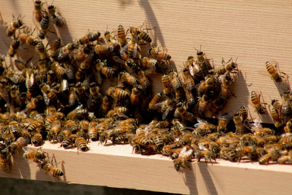 Photo d'abeilles sortant de la ruche (the Hive)